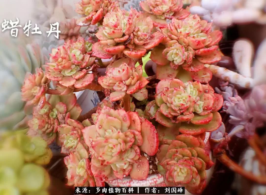 七百元打造的多肉王国，你还缺什么？