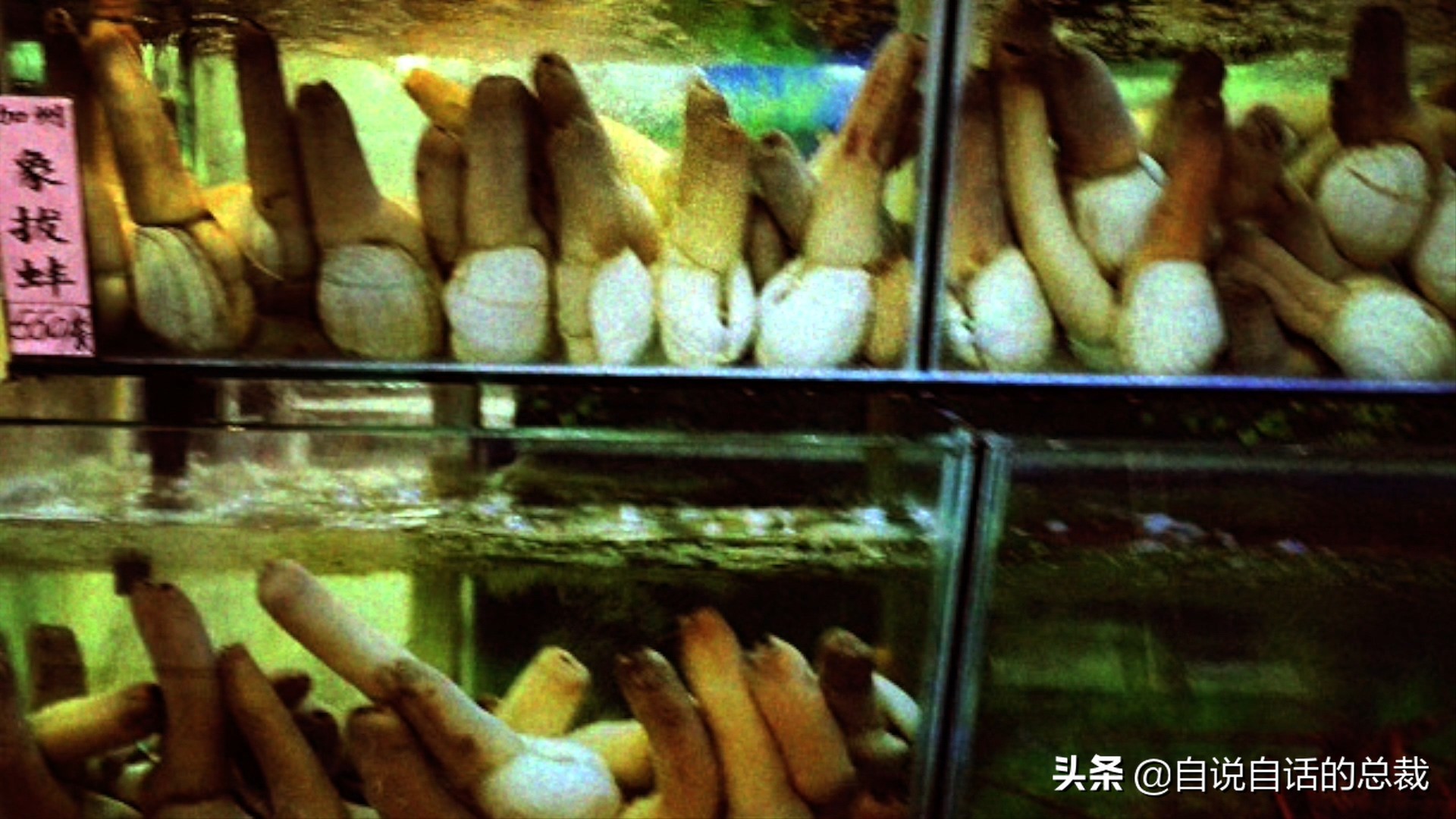 海鲜蛤蜊与蛤蜊区分,蛏子与小人蚬的区别