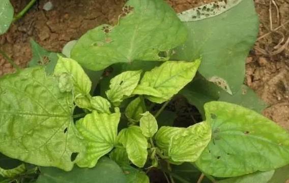 大黄素甲醚防治甘薯病毒病,甘薯病毒病的防治