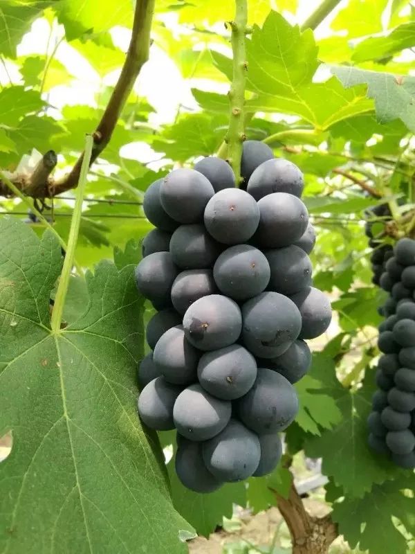 最推荐种植的葡萄品种,最好种植的葡萄品种