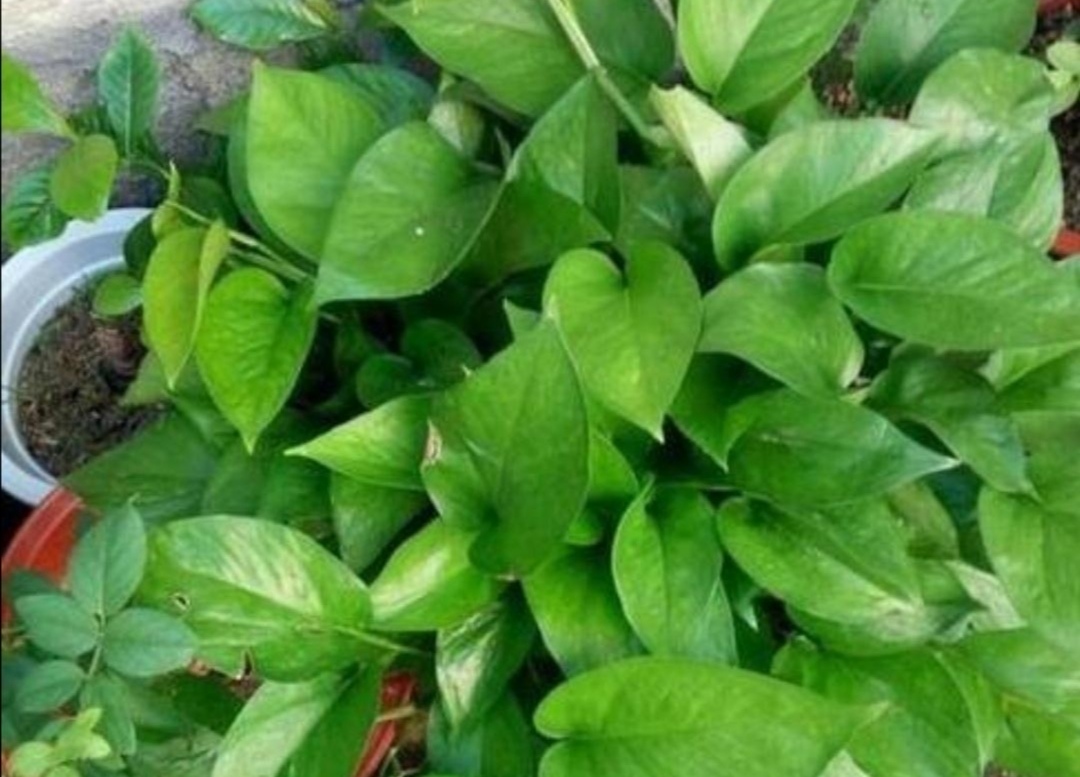 种植的绿萝喜水吗多久浇一次,绿萝喜阴还是喜阳几天浇一次水