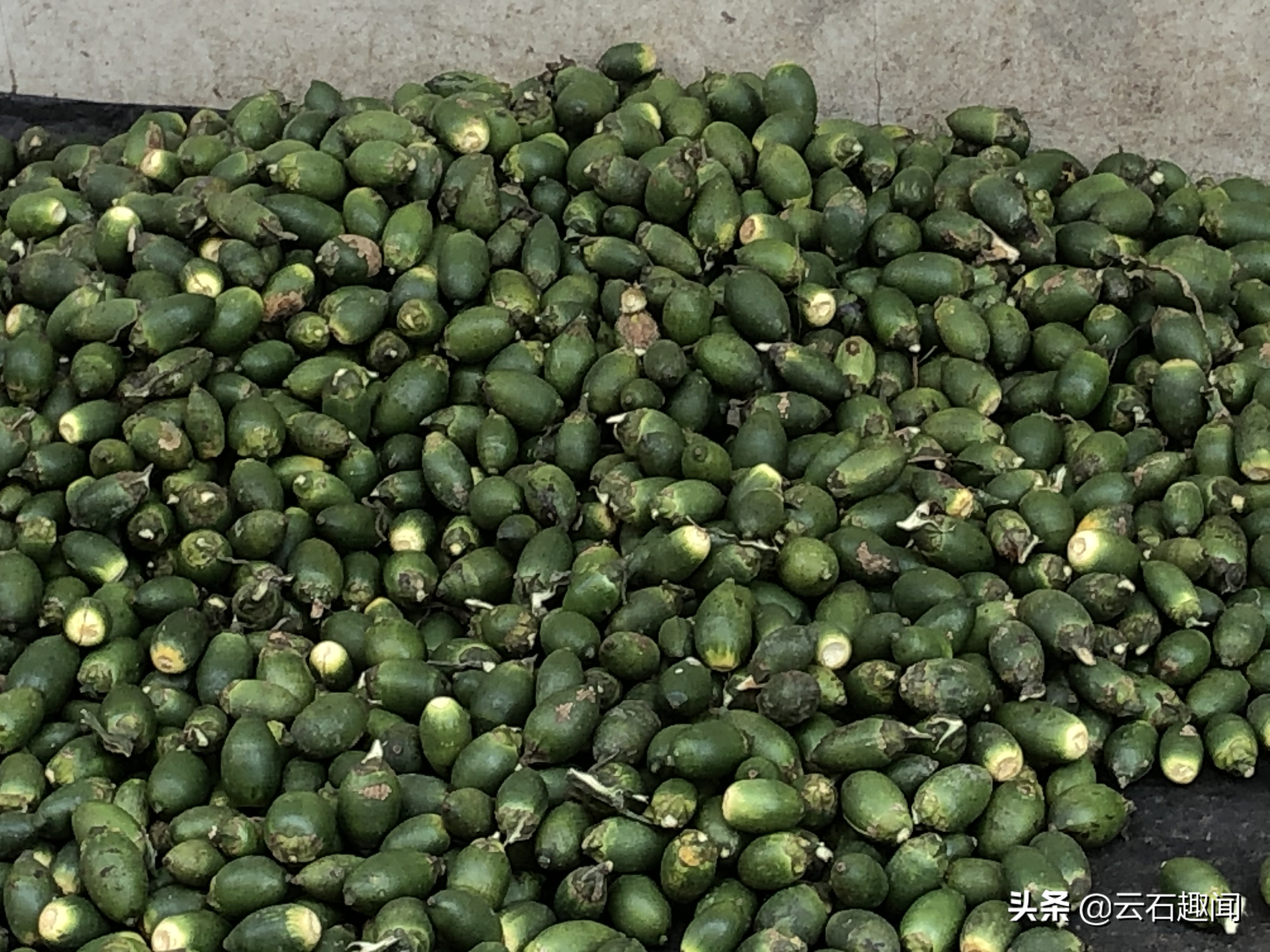 海南最畅销的槟榔 (海南畅销的槟榔)