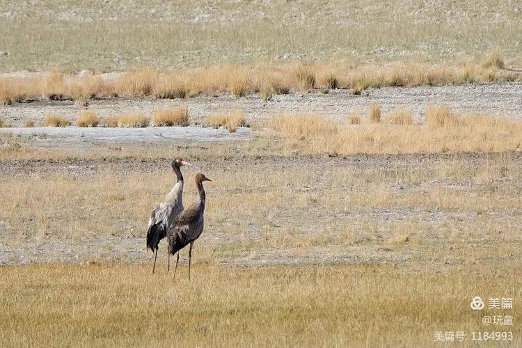 70岁的大爷用这篇游记告诉我们，阿里究竟值不值得去