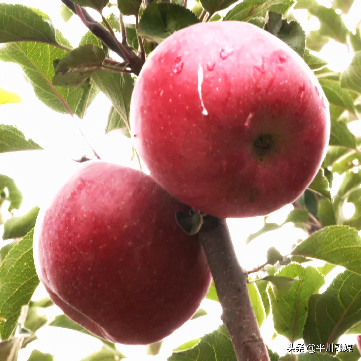 又香又脆又甜的苹果,好吃的苹果又脆又甜青苹果
