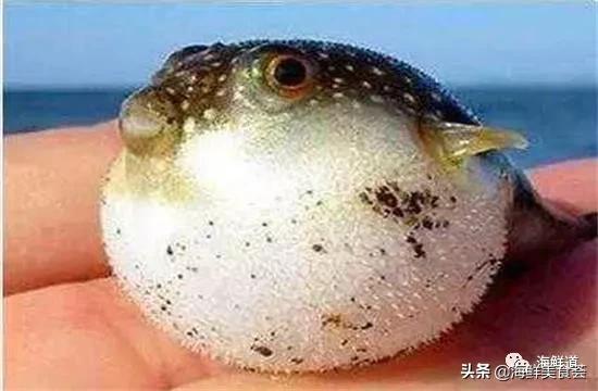 好吃不贵的海鲜种类有哪些,最好吃又最常见海鲜有几种