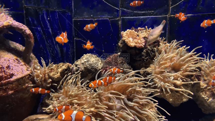 被变异的动物有什么情况,被变异的动物有多可怕