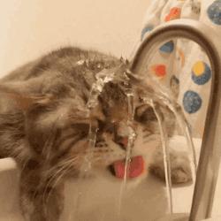 猫咪突然疯狂爱喝水，先别开心！很可能是患了这种病