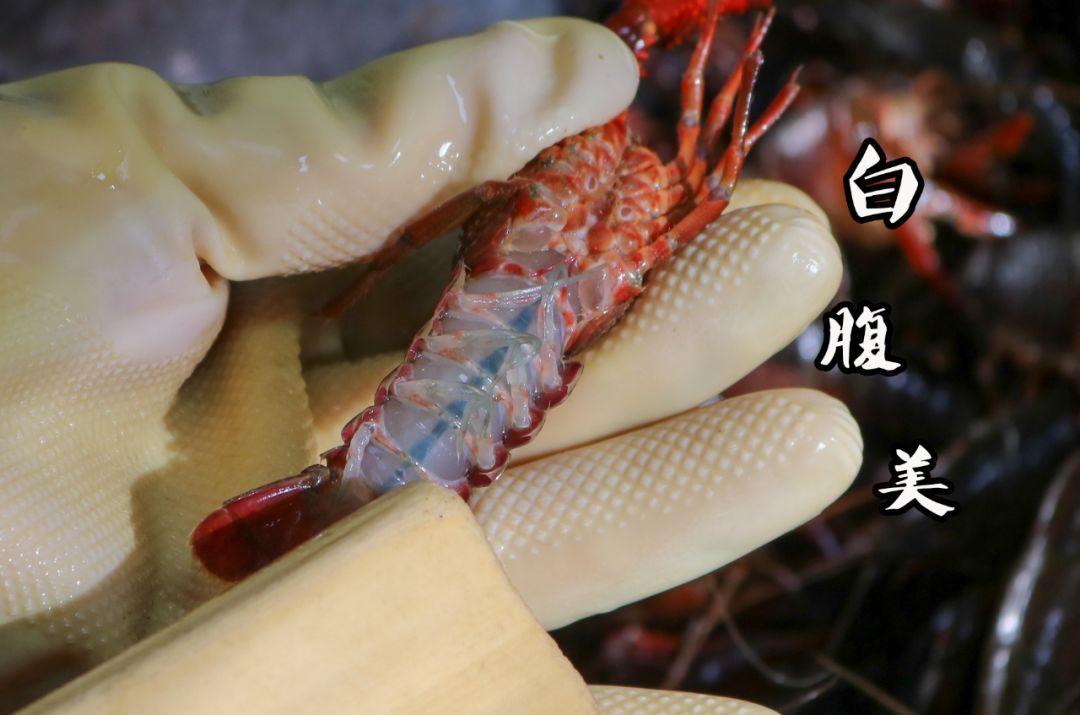 宜春潜江小龙虾,宜春潜江龙虾