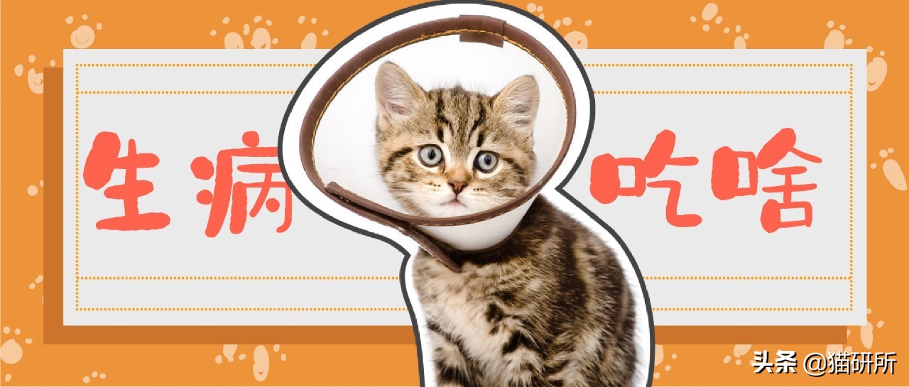 猫咪生病不进食怎么补充营养,猫咪生病后没有食欲怎么办