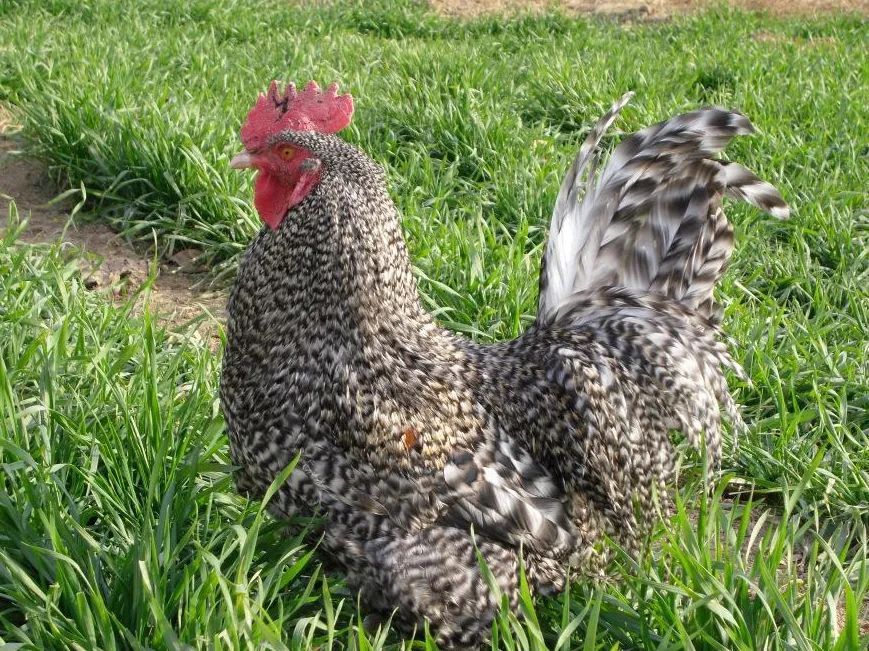 芦花鸡的奥秘,芦花鸡的优点