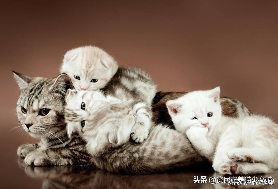 想要训练有效的基本原则,怎么训猫咪让它听话长记性