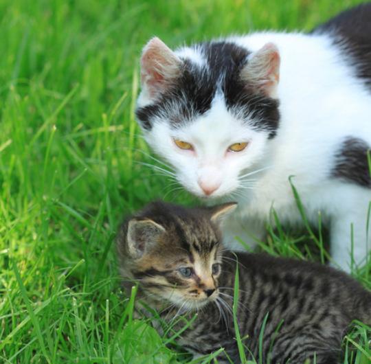 猫妈妈咬死自己的孩子,猫妈妈为什么要咬死自己的孩子