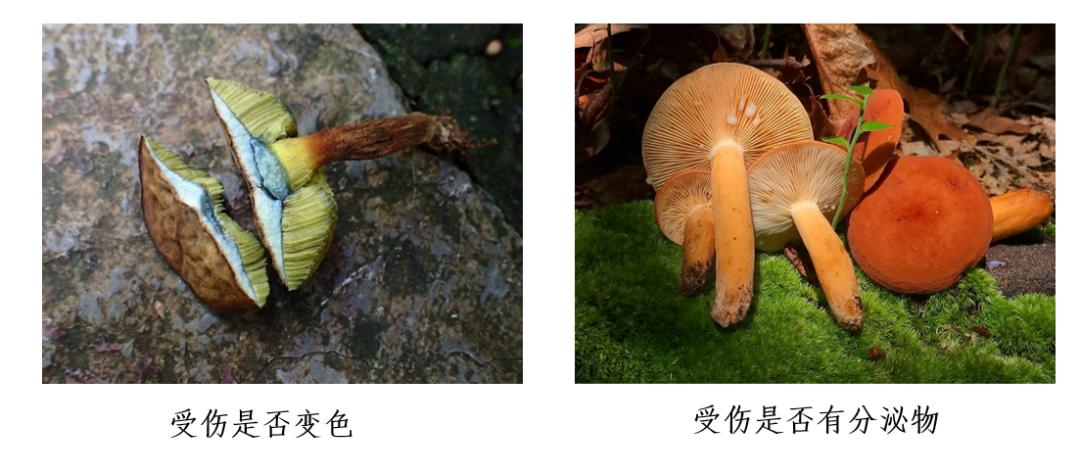 踏青摘野菜去处,野蘑菇旅游攻略