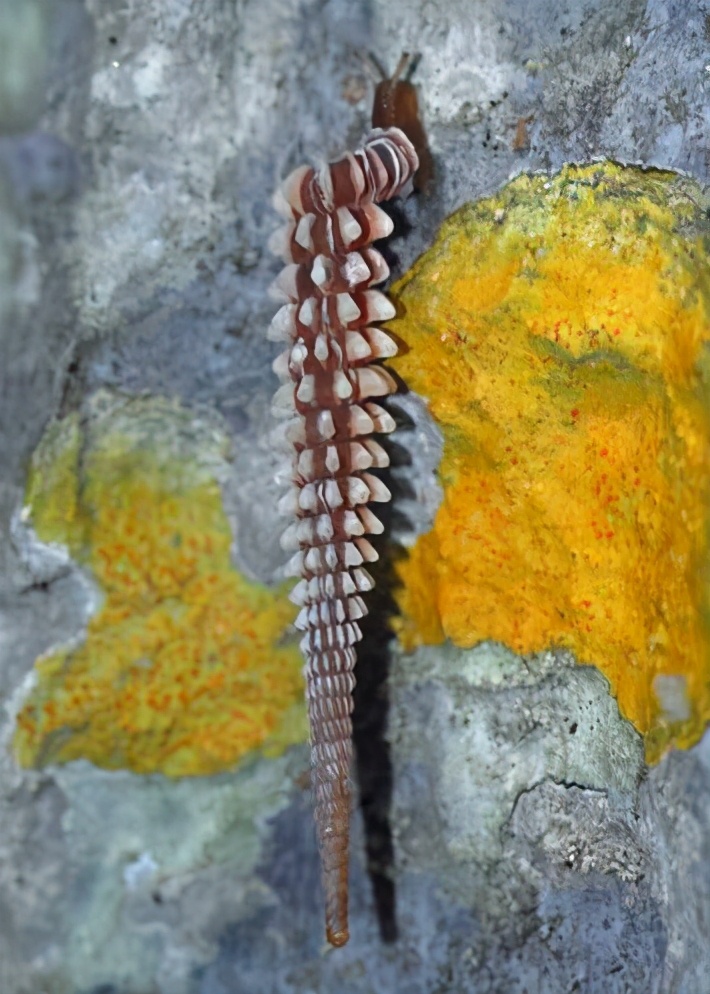 各种各样的蜗牛简单的,各种各样的蜗牛视频