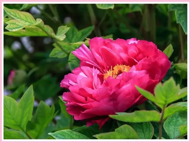 魔都赏花旅游攻略,魔都春季赏花好地方