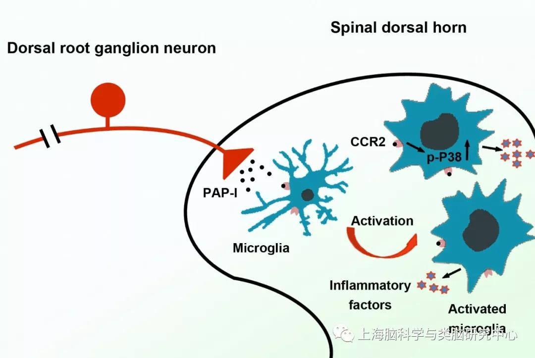 全球首创脑机接口软体机器人,脑科学日报官网