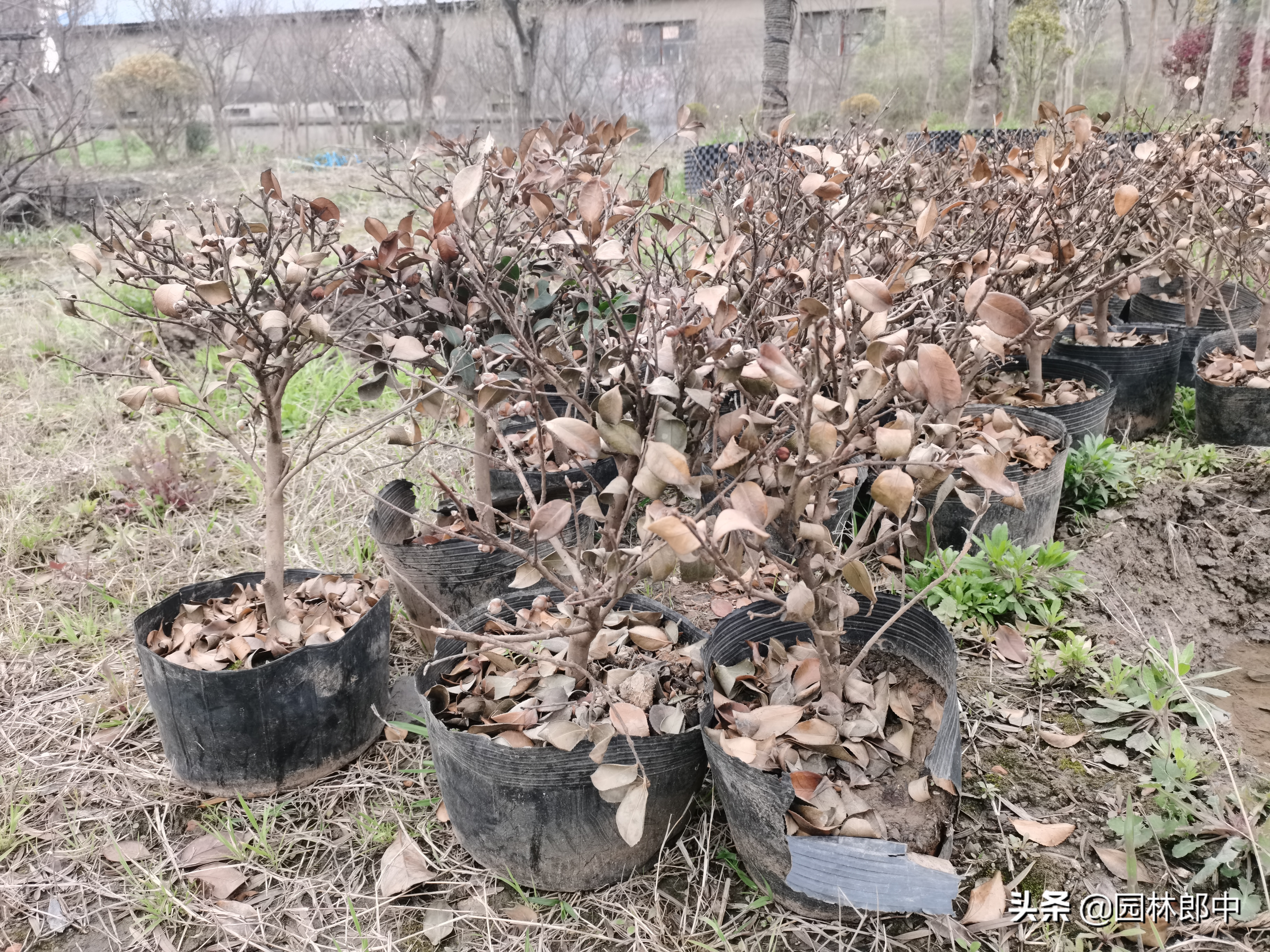 苗木受冻后注意事项,苗圃地苗木冻害防治措施