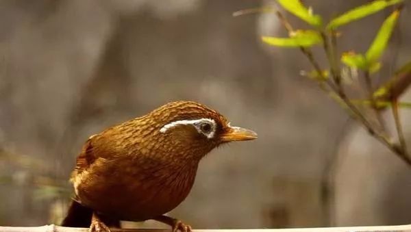 画眉鸟换羽期需要注意什么,画眉鸟换毛先换尾巴有什么坏处