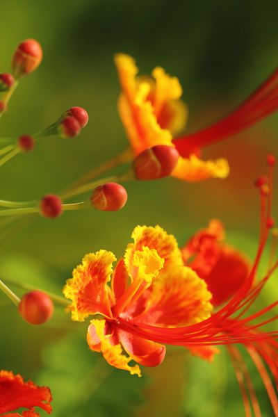 拍微距什么手机好,拍微距用什么镜头最好