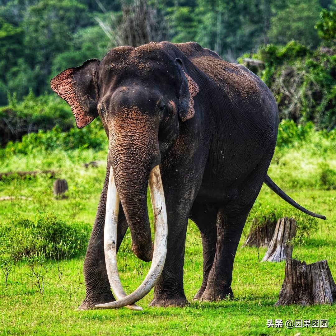 虎王拉贾孩子,虎王拉贾儿子怎么死的