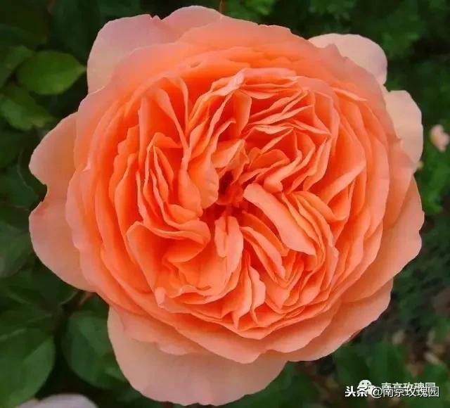 「花师傅开课啦」爱花人必知！南京*瑰园玫**为你科普百种玫瑰