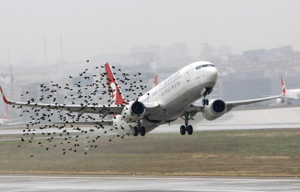 世界上最大的鸟撞飞机,一只鸟撞上飞机导致坠毁