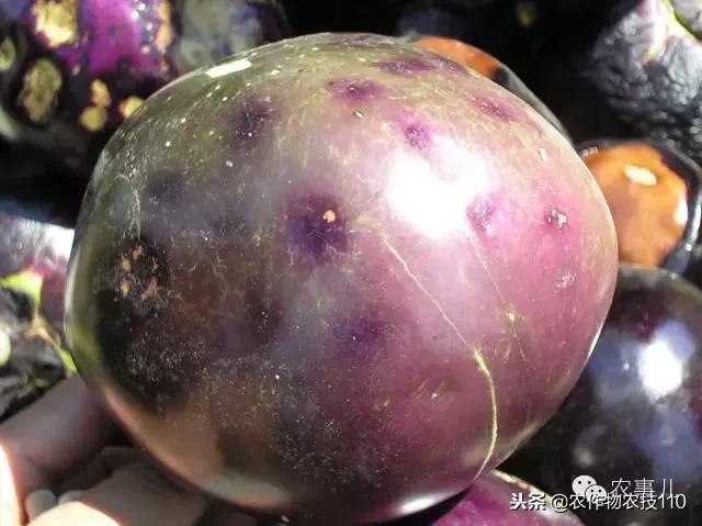 种茄子的六个步骤简短文字,种茄子的基本知识