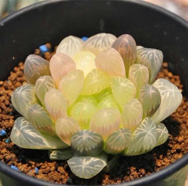 玉露多肉发黄,养多肉如何制造散射光