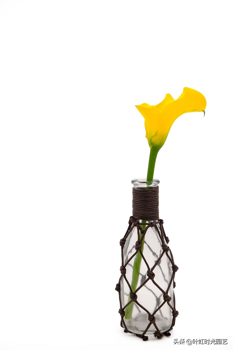 五彩马蹄莲花期后一直放盆里行吗,马蹄莲的开花后养殖方法彩色