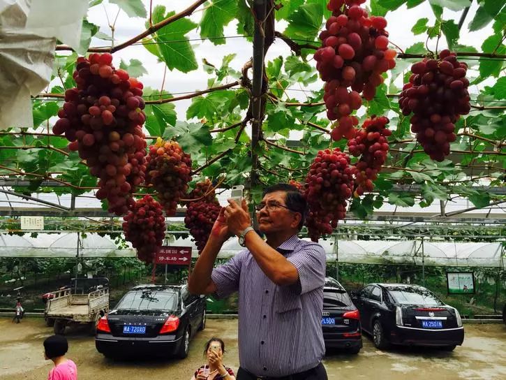 最推荐种植的葡萄品种,最好种植的葡萄品种