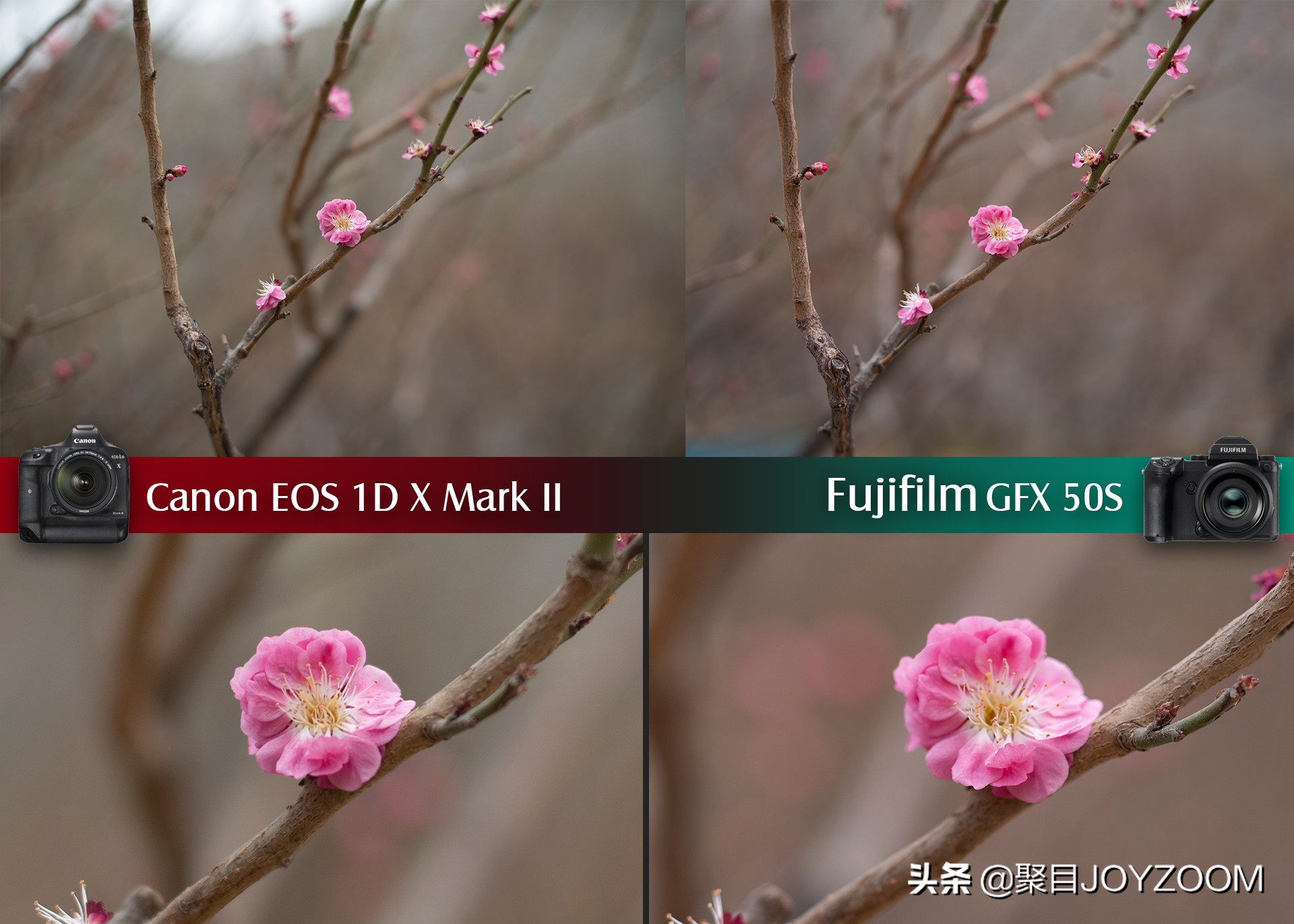 聚目体验丨底大一级真能压“死”人？佳能1DX2VS富士GFX50S