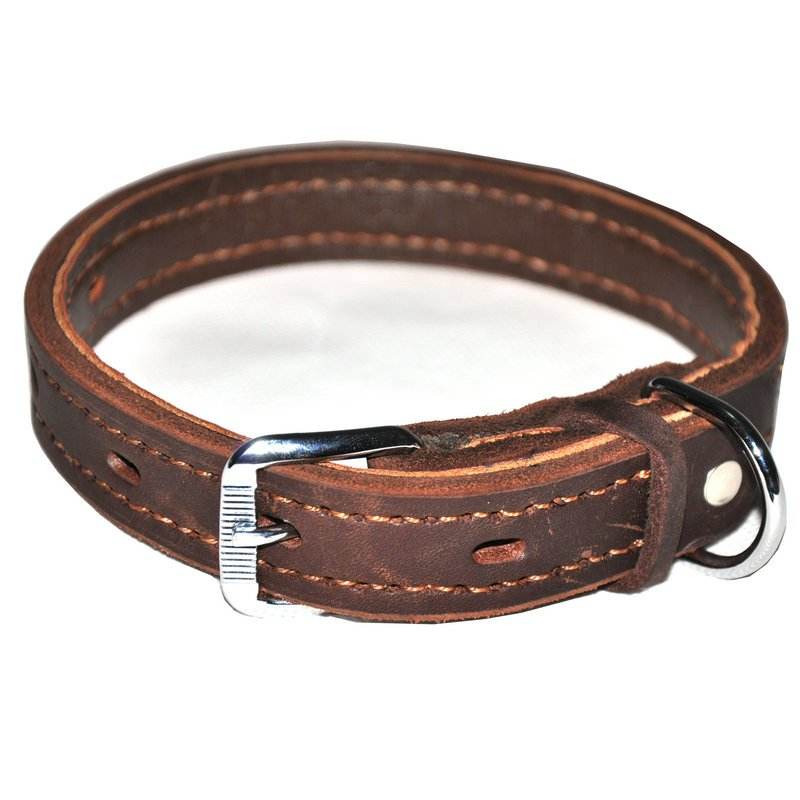 养狗新手入门必备知识,养狗知识大百科入门篇