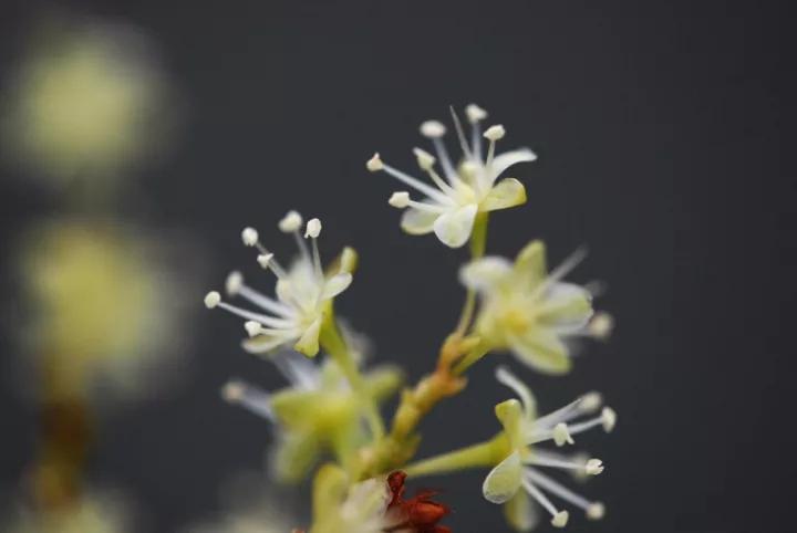 冬天常见中药植物图片及功效,花期长的草本植物图片