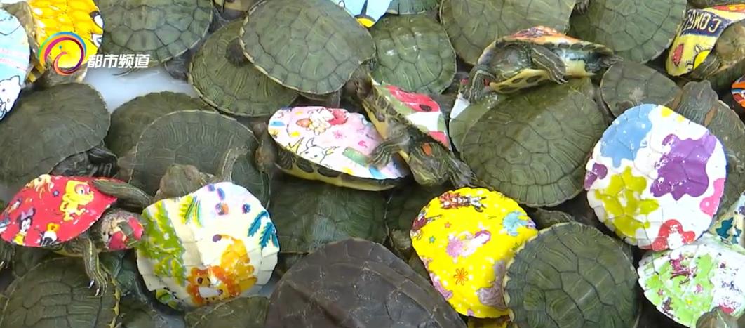 小彩龟适合小孩子养吗,龟背上的彩绘的危害
