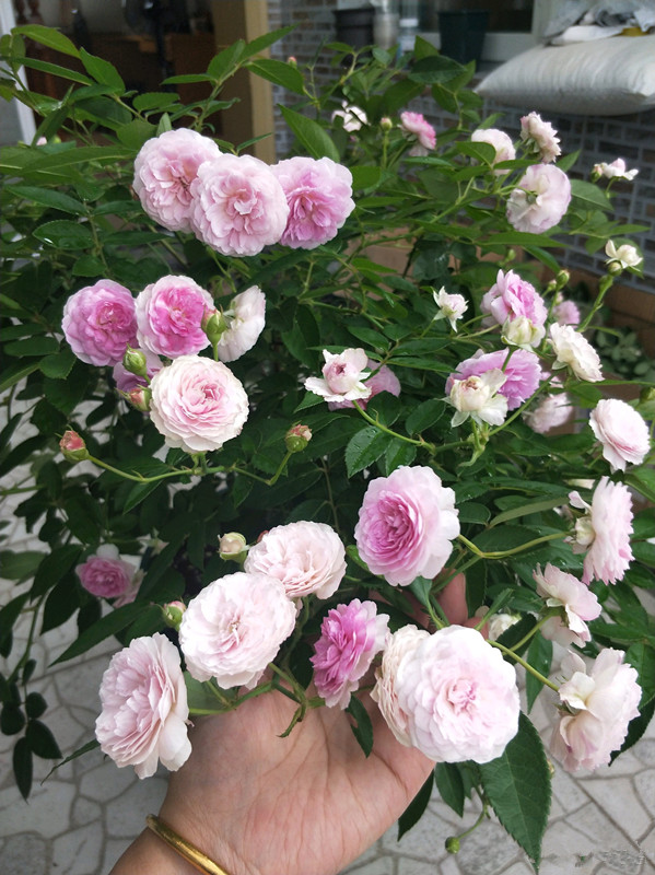 麻吉婶婶，专为阳台而生的盆栽月季，花朵又美又香，花期几乎全年