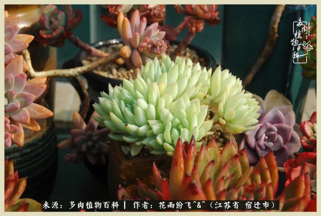 我家老臧：从反对到爱屋及乌的多肉守护人