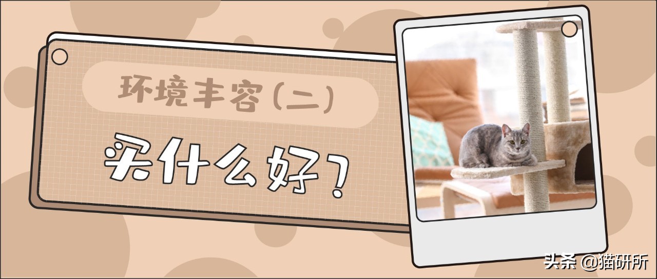 猫咪平替好物推荐,提高猫咪生活质量的几款好物