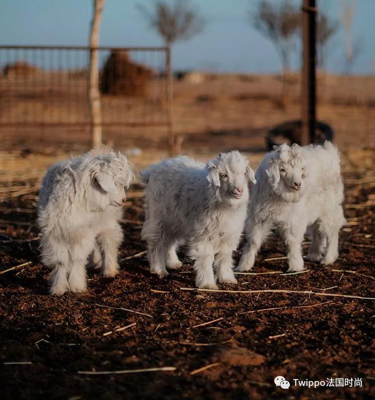 显高毛呢大衣,毛呢大衣正确穿搭
