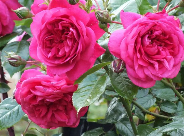 玫瑰花杆上长白斑点是什么原因,玫瑰花长斑点怎么办