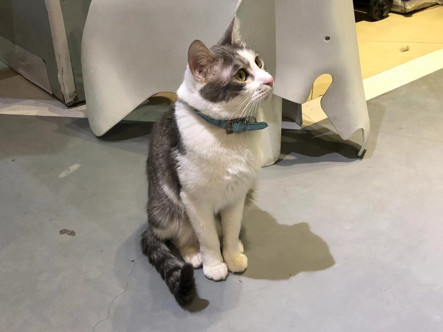 猫咪咖啡馆哪个最好,北京有名的猫咪咖啡馆