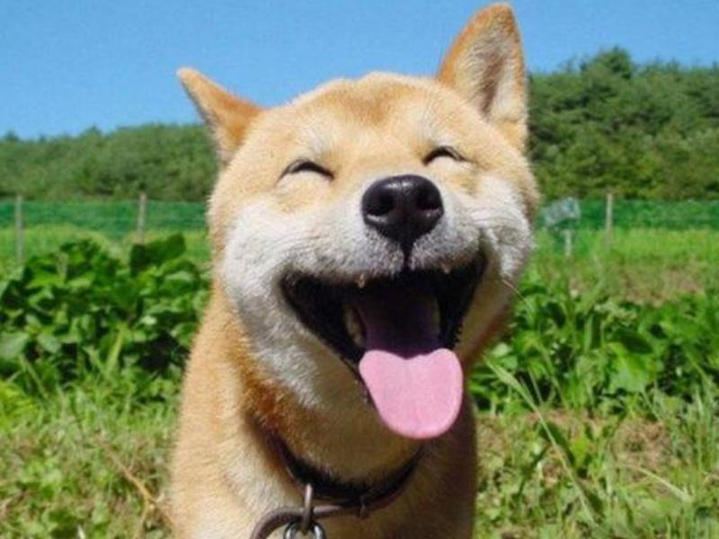 养宠小知识视频怎么做,养宠小知识驱虫