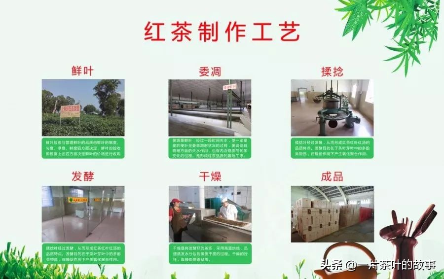 红茶知识最全整理,锡兰红茶蜜香红茶阿萨姆红茶区别