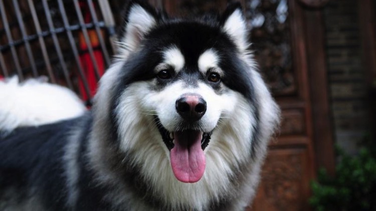 狗狗身上长小肉疙瘩是什么,狗狗长狗癣正常吗