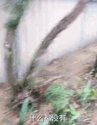 中国丈母娘把女婿花园改造成菜园,中国丈母娘改花园