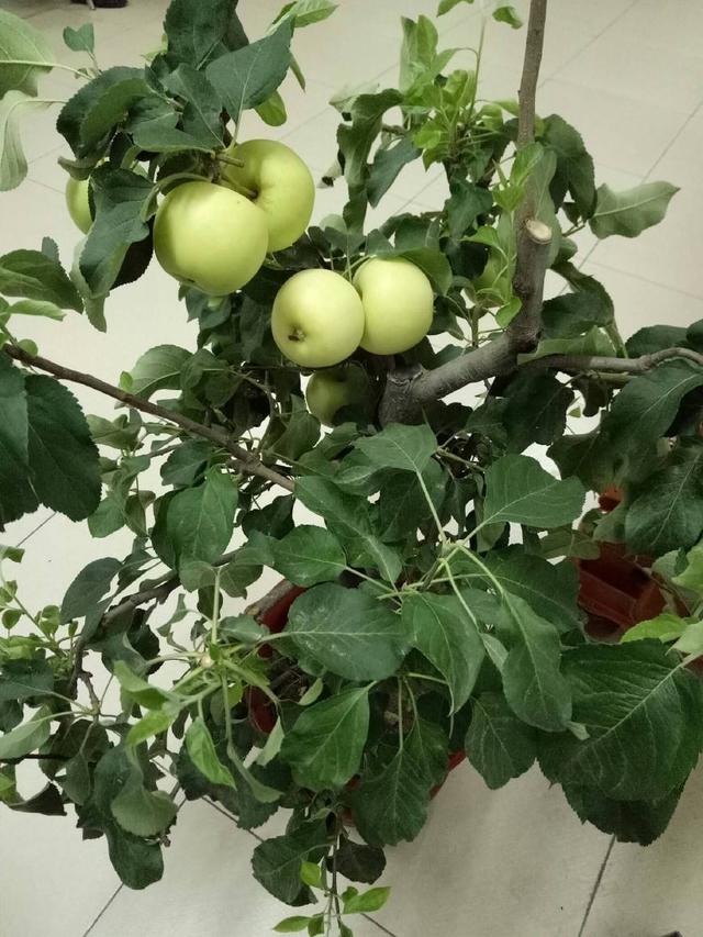 吃剩的水果种子种盆栽,吃剩下的种子种盆栽