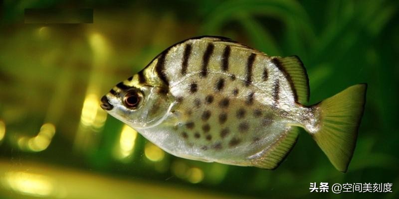 好养耐活的热带观赏鱼都有哪些,既好养又好看的热带观赏鱼