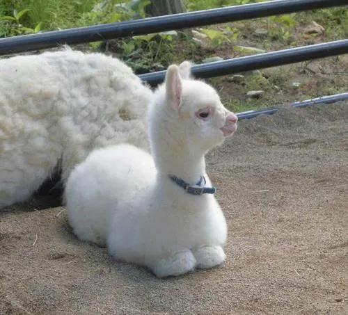 阿根廷图片超清无水印图片,阿根廷最美照片