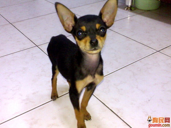 这几种高颜值狗狗你认识哪些,盘点最靠谱的狗狗看看你知道几种