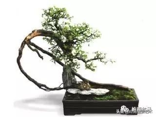 雀梅盆景下山桩如何栽,雀梅提根盆景老桩欣赏