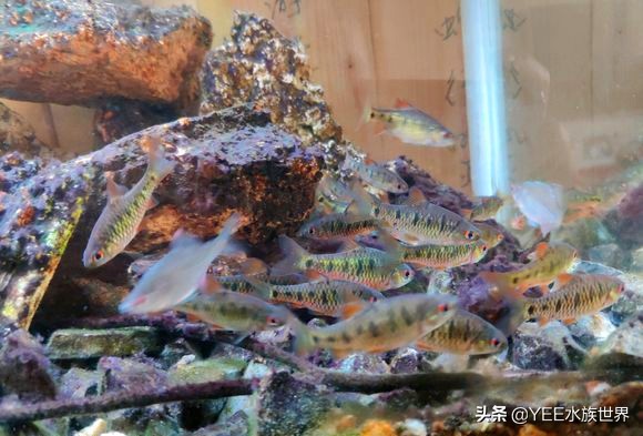 条纹小鲃成鱼发色图片,条纹小鲃发色